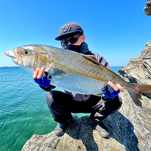 カンパチの釣果