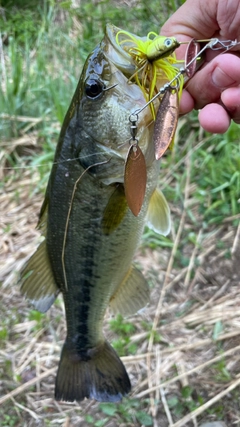 ラージマウスバスの釣果