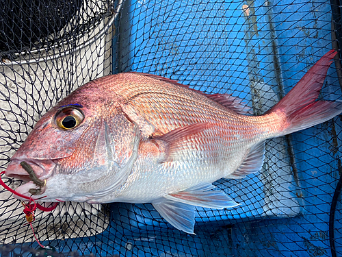 マダイの釣果