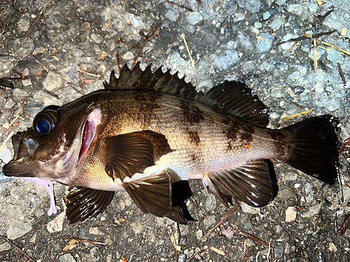 メバルの釣果