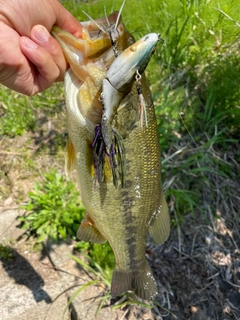 ラージマウスバスの釣果