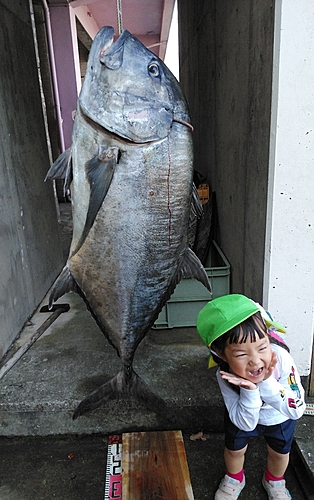 ロウニンアジの釣果