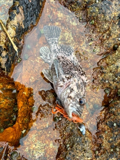 ムラソイの釣果