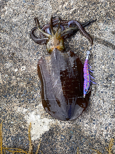 アオリイカの釣果