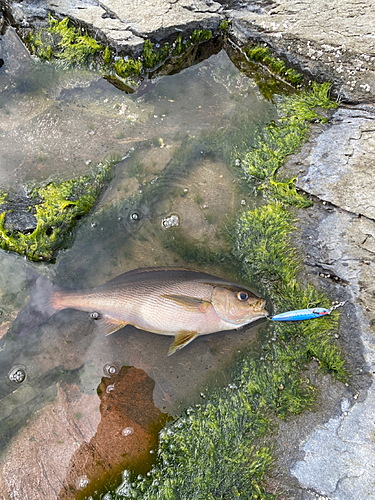 イサキの釣果