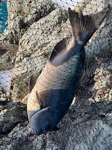 メジナの釣果