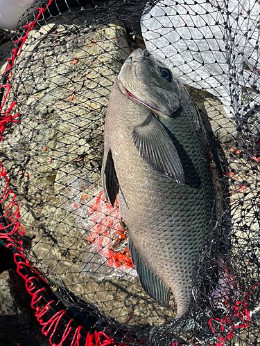 メジナの釣果