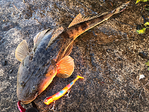 マゴチの釣果