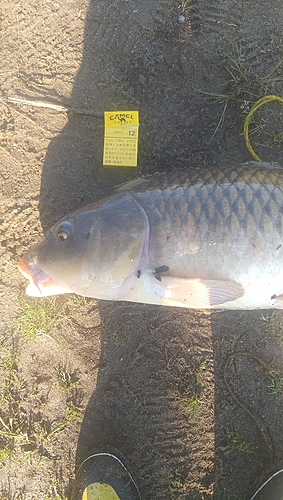 コイの釣果