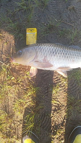 コイの釣果