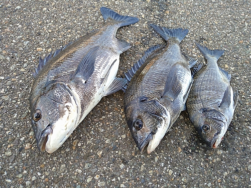 クロダイの釣果