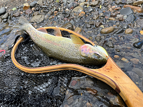 ニジマスの釣果