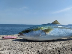 ハマチの釣果