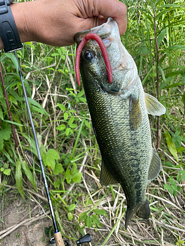 ブラックバスの釣果