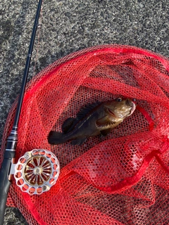 シマゾイの釣果