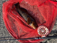 アブラコの釣果