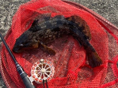 アブラコの釣果