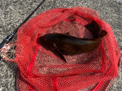 アブラコの釣果