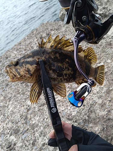 タケノコメバルの釣果