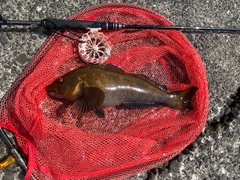 アブラコの釣果