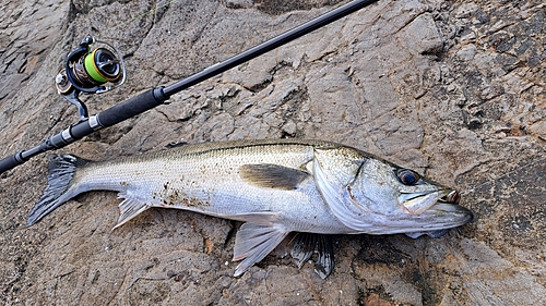 マルスズキの釣果