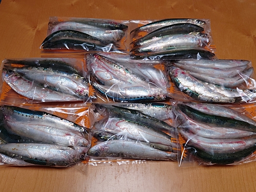 マイワシの釣果