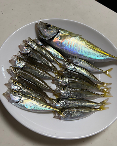 アジの釣果