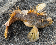 オニオコゼの釣果