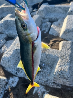 イナダの釣果