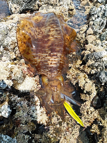 アオリイカの釣果