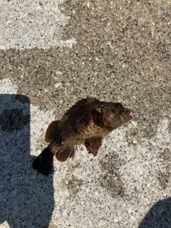 タケノコメバルの釣果