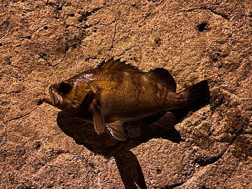 アカメバルの釣果