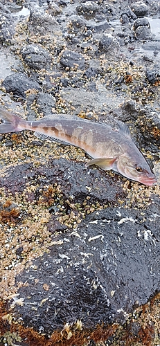 ホッケの釣果