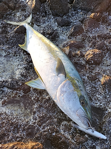 ヒラマサの釣果