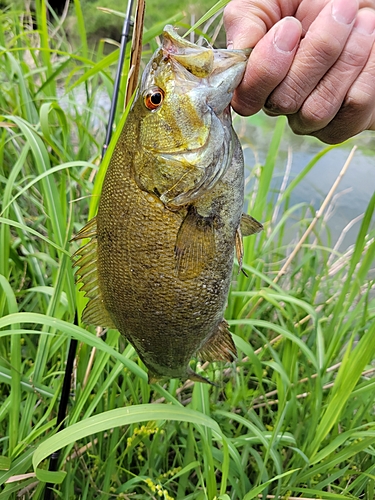 釣果