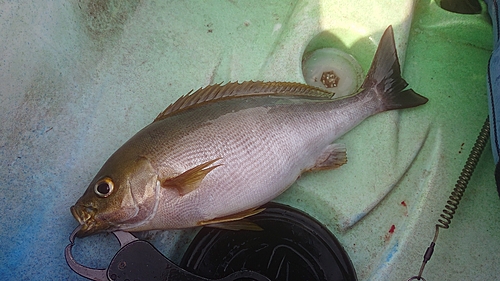 イサキの釣果