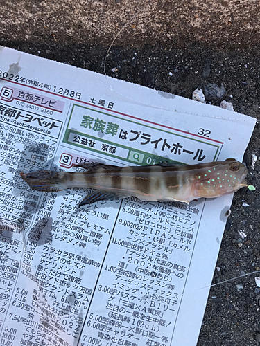 イトヒキハゼの釣果