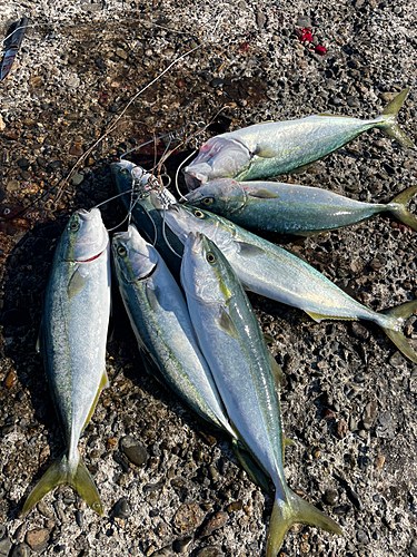 イナダの釣果