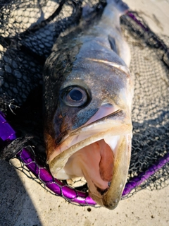 マルスズキの釣果