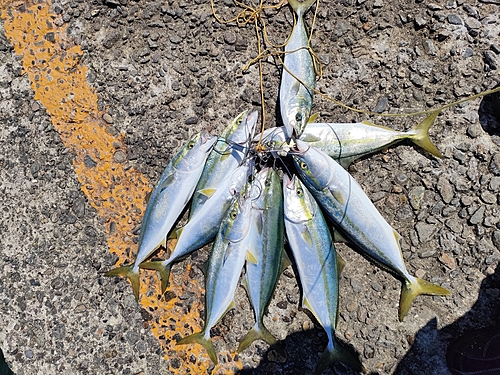 イナダの釣果