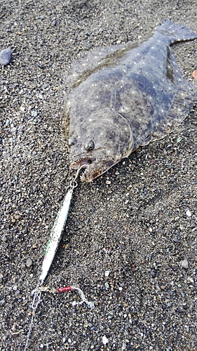 ヒラメの釣果