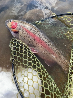 ニジマスの釣果