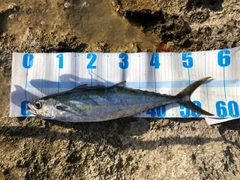 ニジョウサバの釣果
