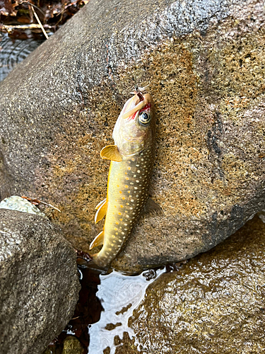 イワナの釣果