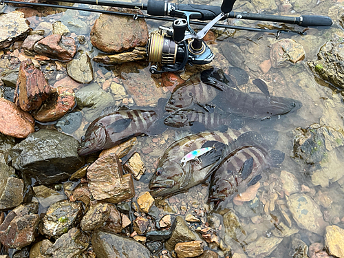 ヤミハタの釣果