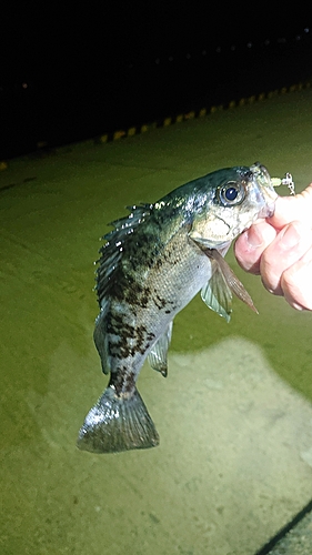 メバルの釣果