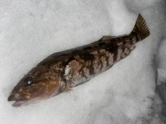 アイナメの釣果