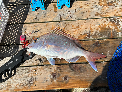 マダイの釣果