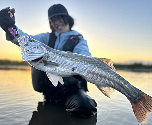 シーバスの釣果