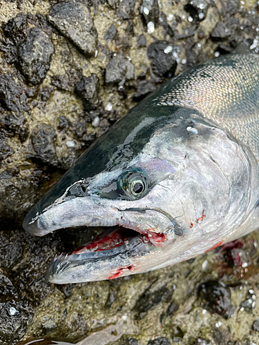 サクラマスの釣果